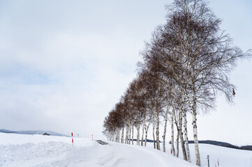 北海道美瑛の丘の雪景色