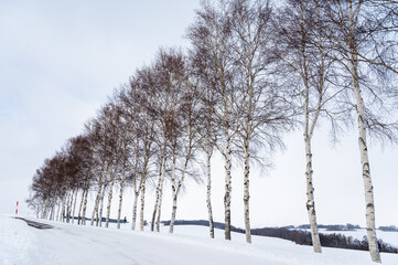 Fototapeta na wymiar 北海道美瑛の丘の雪景色