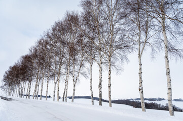 北海道美瑛の丘の雪景色