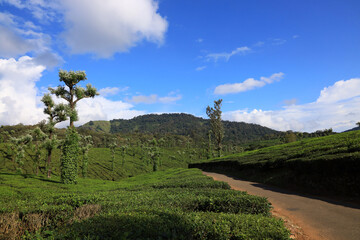 Never-ending scenic beauty of tea plantations in  Nelliyampathy