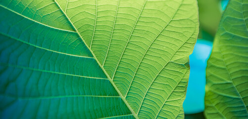 Green nature background. Nature of green leaves blur lush foliage in garden at summer. Natural green leaf plants closeup as spring background. Panoramic environment ecology or greenery wallpaper
