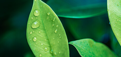 Peaceful nature closeup. Beautiful artistic green leaves with drops of water. Drops of dew in the morning glow in the sun. Beautiful leaf texture in nature. Natural background. Spring summer growth