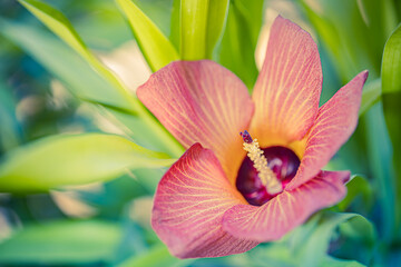 Fototapeta premium Orange red hibiscus flower in bloom. Soft green lush foliage, closeup exotic nature floral pattern. Relaxing colors, exotic garden background. Fresh blooming floral garden artistic macro. Sunny flower