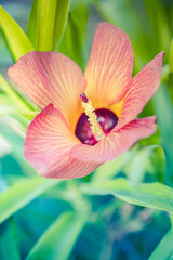 Orange red hibiscus flower in bloom. Soft green lush foliage, closeup exotic nature floral pattern....