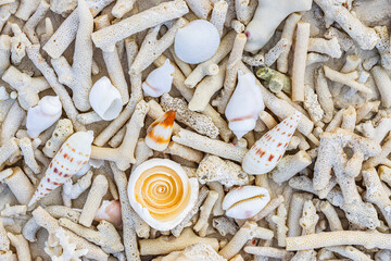 Summer beach sea marine concept. Frame from seashells, starfish on sand. View from above. Copy space coral fragments during the day. Texture background with daylight top view high angle