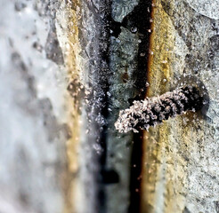 ice crystals on a rusty screw, illuminated by the morning sun - 750388541