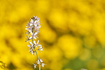 yellow flowers in the field