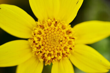 close up of flower
