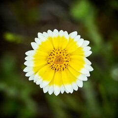 Wildflower in California