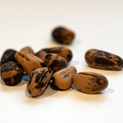 still life with various dry seeds and nuts