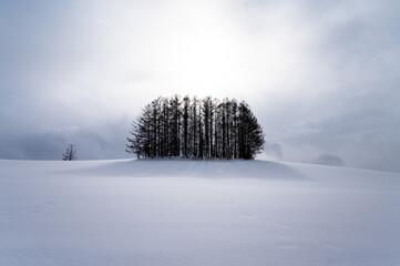 北海道美瑛の丘の雪景色