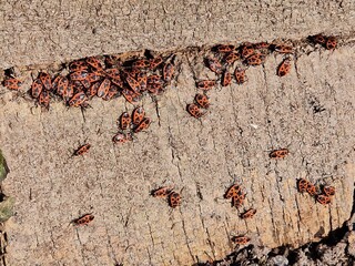 Feuerwanzen auf einem alten Holzbalken - Pyrrhocoridae