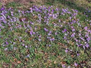 Violette Krokusse im Frühling 10