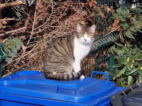 Hauskatze auf einer Abfalltonne f&uuml;r Papier in der Sonne sitzend - Felis catus