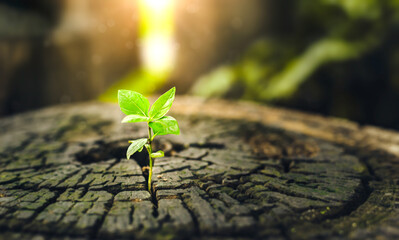 New Life concept with seedling growing sprout (tree). business development symbolic. A strong...