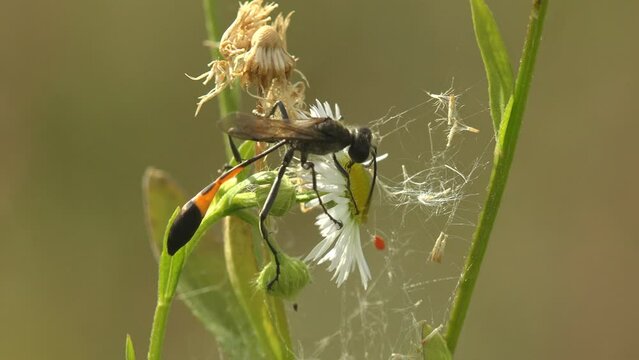 Ichneumonidae, Darwin wasps, is parasitoid wasp family within insect order Hymenoptera sitting on wild flower in field. View macro insect in wildlife