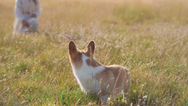 A Welsh Corgi dog with a woman walking through a golden field, a bond of trust apparent. The image radiates with the warmth of a sunlit meadow