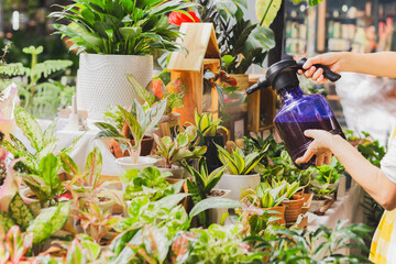 Woman spraying plant while working in the plants store.