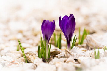 Vibrant spring purple flowers amidst white pebbles in the garden. Perfect for banners, evoking...