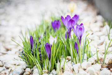 Vibrant spring purple flowers up close in a garden amidst grass and white stones. Perfect for...