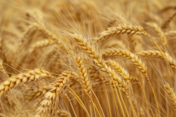 Fototapeta premium Wheat Field Texture, Golden Barley Ears Background, Ripening Cereals Landscape with Selective Focus