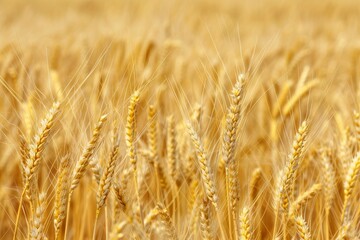 Fototapeta premium Wheat Field Texture, Golden Barley Ears Background, Ripening Cereals Landscape with Selective Focus