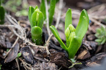 Vibrant spring buds bursting with greenery in the garden. Ideal for banners celebrating renewal and nature's awakening.