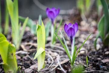Vibrant spring violet flower up close in the garden. Perfect for banners, greeting cards, and botanical displays. 