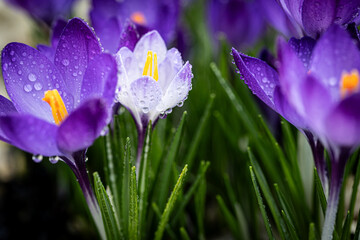 Close-up of delicate purple blooms nestled amidst lush green grass, adorned with dew. Perfect for...