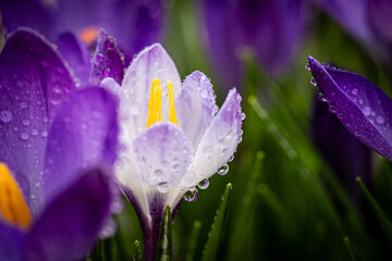Close-up of delicate purple flowers amidst lush green grass, adorned with dew. Perfect for banners,...