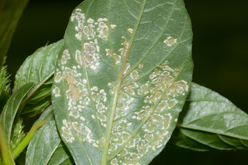Weiße Rost, Albugo candida, Meerrettich, Befall Blattunterseite