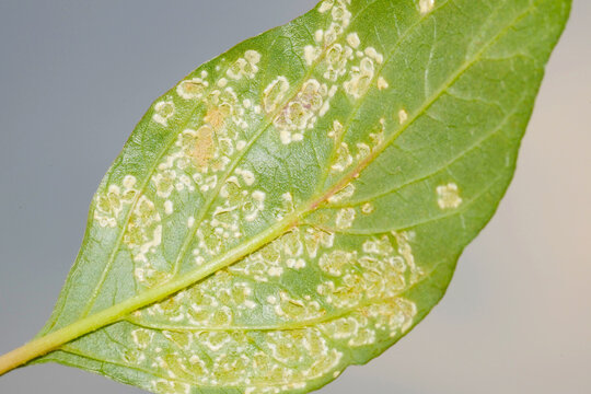 Wei&szlig;e Rost, Albugo candida, Meerrettich, Befall Blattunterseite