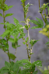 Echter Mehltau, Erysiphe ulmariae an  Mädesüß