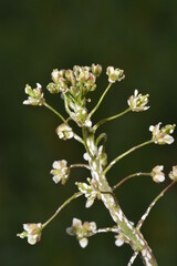 Echter Mehltau, Erysiphe cruciferarum  an Hirtentäschelkraut