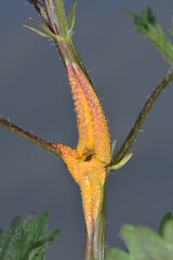Brennessel-Rostpilz,  Puccinia urticata am Brennesselnstängel