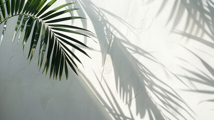 Abstract shadow of a palm leaf on a wall