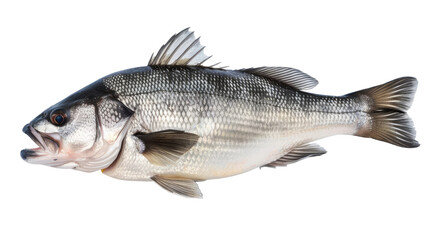 One fresh sea bass fish isolated on white background with clipping path. Full Depth of field. Focus stacking. PNG.png
