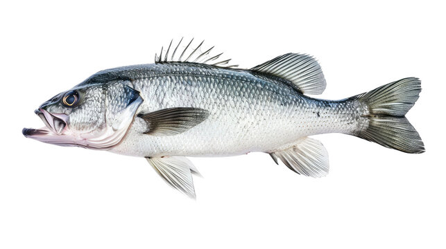 Fresh sea bass fish on a transparent background..png