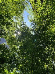 green leaves in the forest
