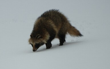 雪の上を歩く野生のタヌキ