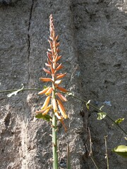 Flower of the Aloe vera (L.) Burm.f. or aloe vera flower