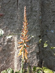 Flower of the Aloe vera (L.) Burm.f. or aloe vera flower