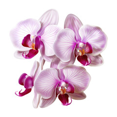 Naklejka na ściany i meble white purple orchid isolated on transparent background