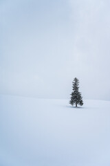 Obraz na płótnie Canvas 北海道美瑛のクリスマスツリーの木