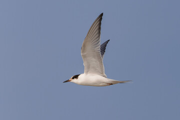 Fototapeta na wymiar Common tern (Sterna hirundo) flying over the beach on the East Frisian Island Juist, Germany.