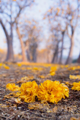 Naklejka na ściany i meble Yellow Silk Cotton flower, Scientific name is Cochlospermum religiosum Alston. silk-cotton tree, buttercup tree. yellow silk cotton or torchwood flower in Thailand