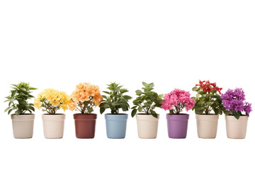 Vibrant flower pots and planters create a colorful display.