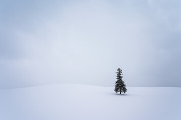 北海道美瑛のクリスマスツリーの木
