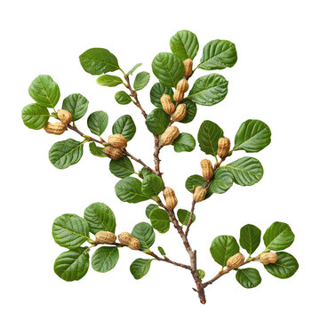 tree branch with peanuts isolated on transparent background