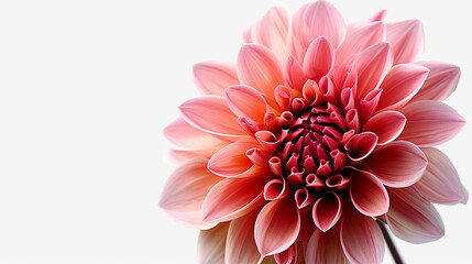 Obraz premium A single, perfect dahlia in full bloom, set against a solid white background. The 4K HDR image emphasizes the flower's intricate petal structure and vivid pink color.